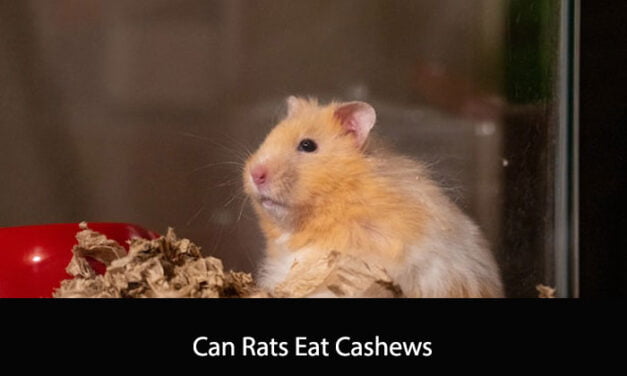 Can Rats Eat Cashews