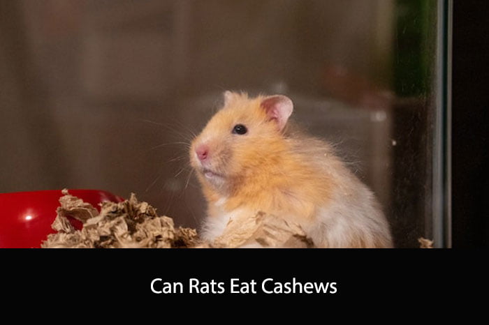 Can Rats Eat Cashews