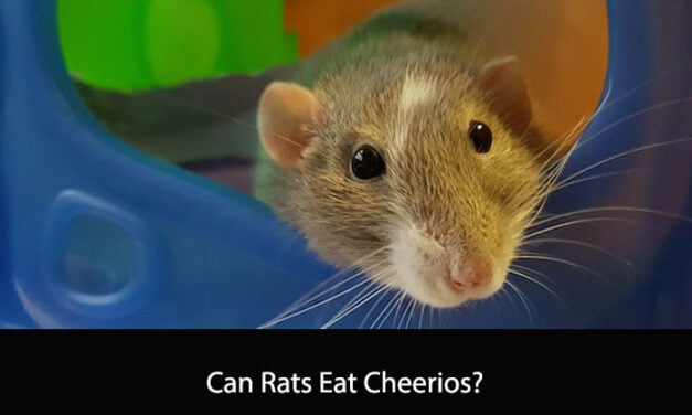 Can Rats Eat Cheerios?