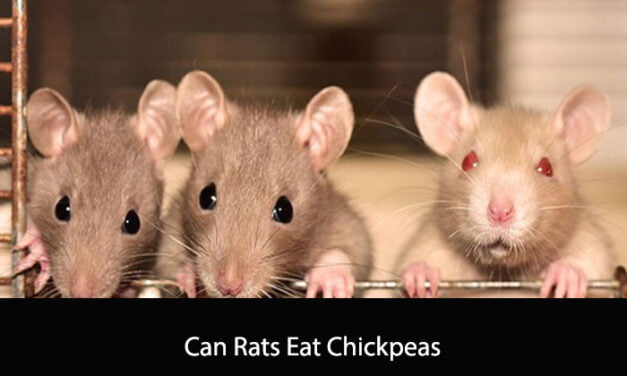 Can Rats Eat Chickpeas