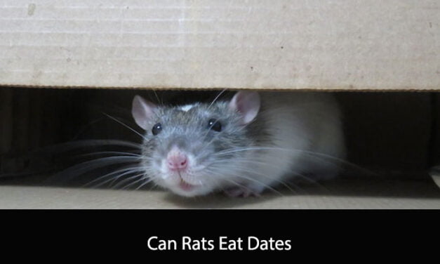 Can Rats Eat Dates