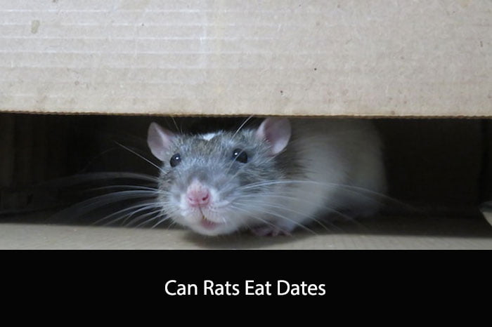 Can Rats Eat Dates