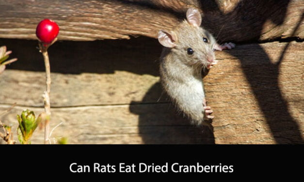 Can Rats Eat Dried Cranberries