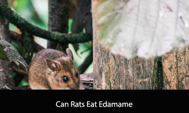 Can Rats Eat Edamame