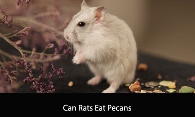 Can Rats Eat Pecans