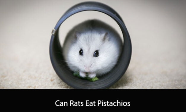 Can Rats Eat Pistachios