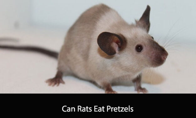 Can Rats Eat Pretzels