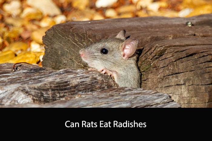 Can Rats Eat Radishes