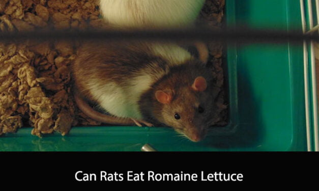 Can Rats Eat Romaine Lettuce