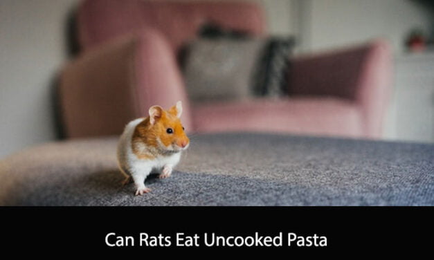 Can Rats Eat Uncooked Pasta