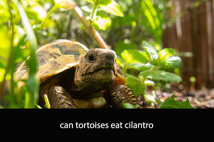 Can Tortoises Eat Cilantro