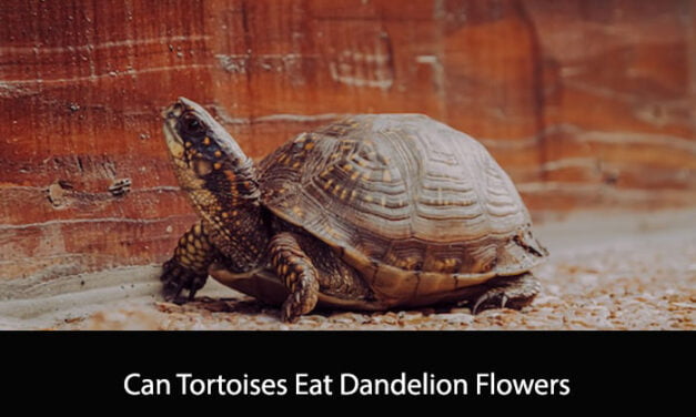 Can Tortoises Eat Dandelion Flowers