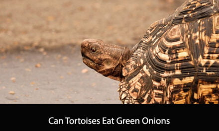 Can Tortoises Eat Green Onions