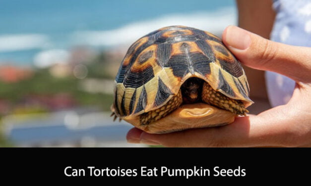 Can Tortoises Eat Pumpkin Seeds