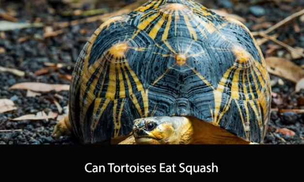 Can Tortoises Eat Squash