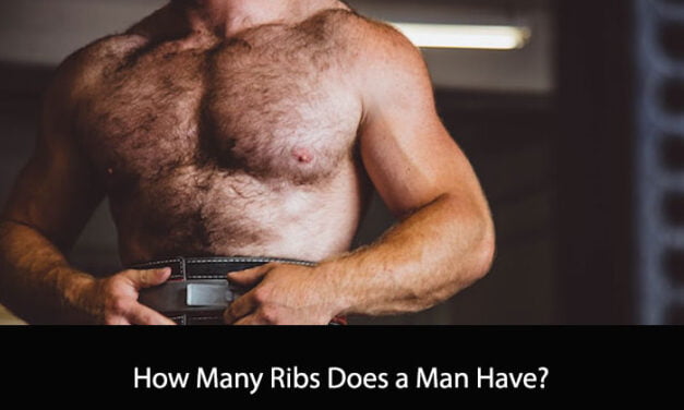 How Many Ribs Does a Man Have?