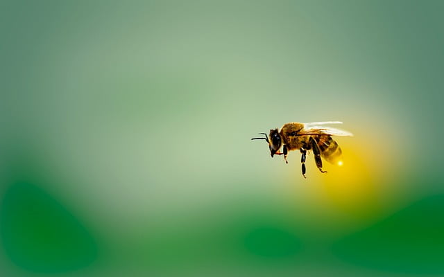 How to Get Rid of Bees in Soffit