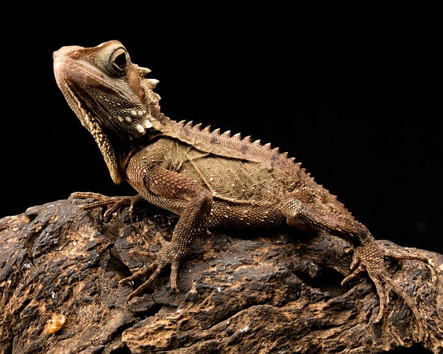 Can Bearded Dragons Eat Lanternflies