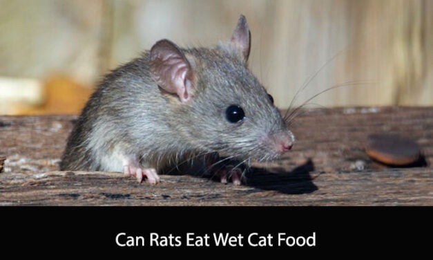 Can Rats Eat Wet Cat Food