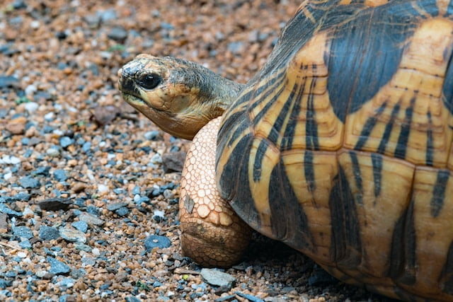 Can Russian Tortoise Eat Spinach