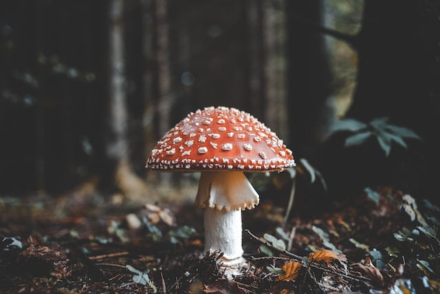 Can Drug Dogs Smell Mushrooms