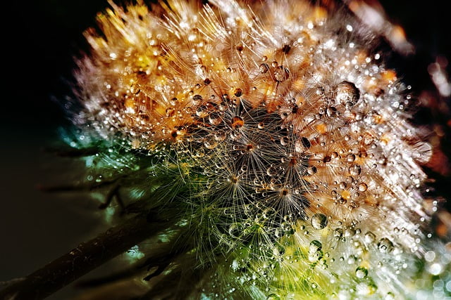 Can Tortoises Eat Dandelion Flowers