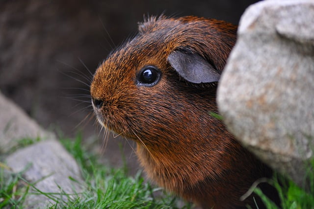 Can Guinea Pigs Eat Cotton Candy Grapes