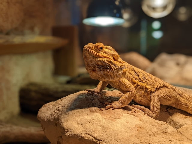 Can Bearded Dragons Eat Honeysuckle