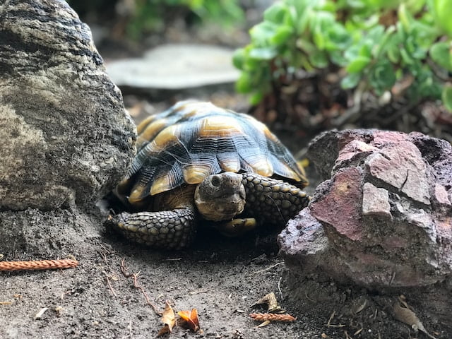 Can Tortoises Eat Dandelion Flowers