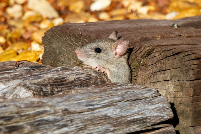 Can Rats Eat Radishes