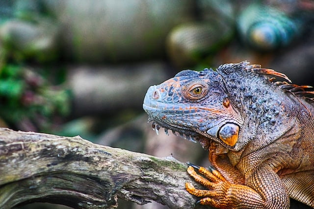 Can Iguanas Eat Cucumbers