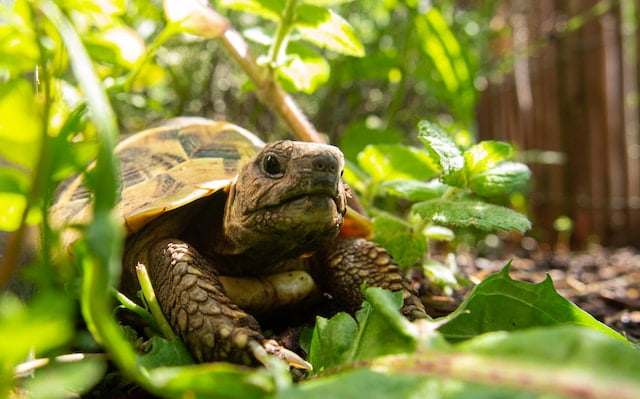 Can Tortoises Eat Cilantro