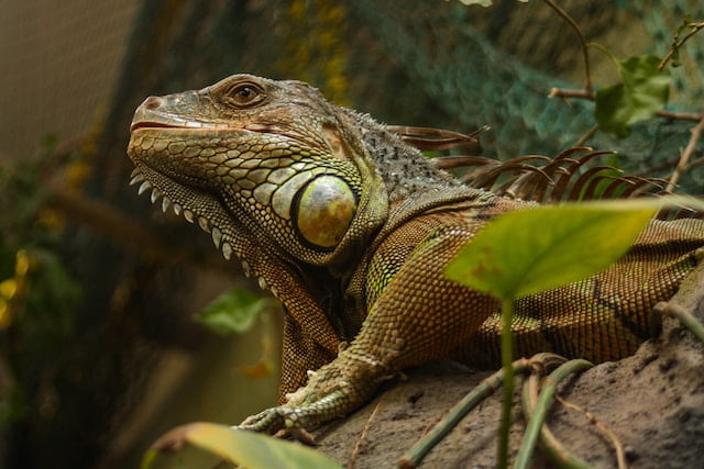 Can Bearded Dragons Eat Honeysuckle