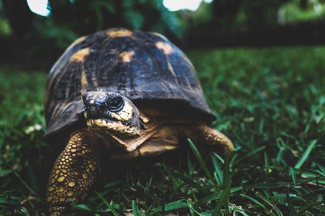 Can Russian Tortoises Eat Strawberries