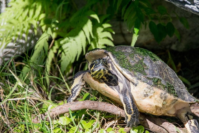 Can Russian Tortoises Eat Parsley