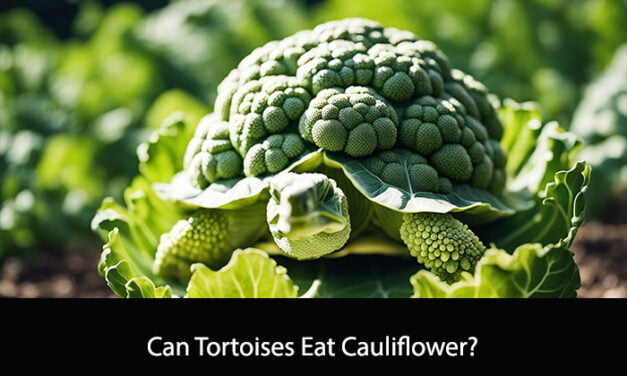 Can Tortoises Eat Cauliflower?