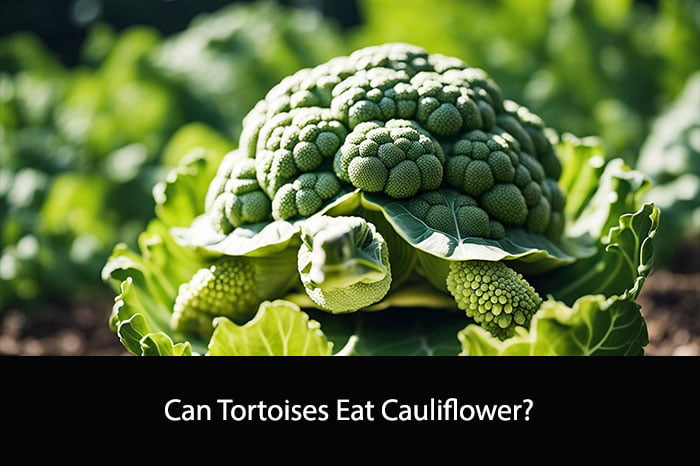 Can Tortoises Eat Cauliflower?