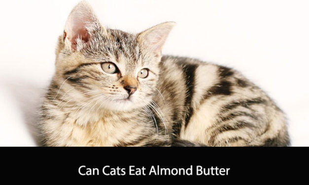 Can Cats Eat Almond Butter