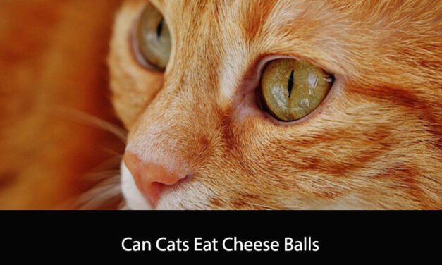 Can Cats Eat Cheese Balls