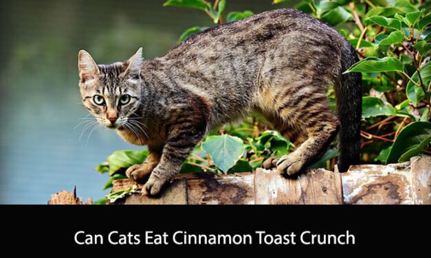 Can Cats Eat Cinnamon Toast Crunch