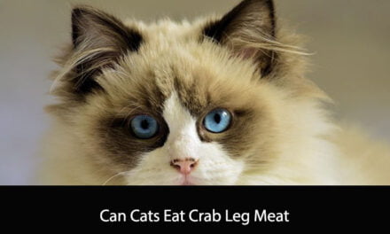 Can Cats Eat Crab Leg Meat