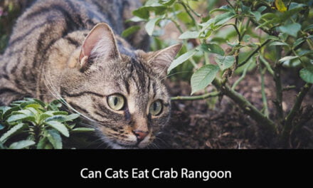 Can Cats Eat Crab Rangoon