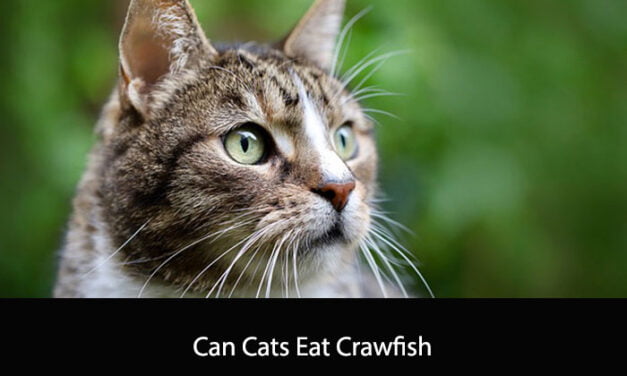 Can Cats Eat Crawfish