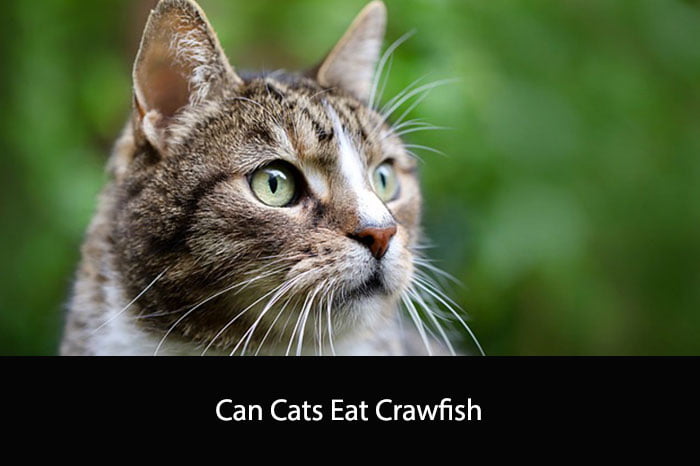 Can Cats Eat Crawfish