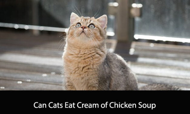 Can Cats Eat Cream of Chicken Soup