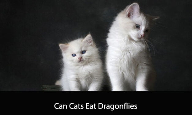 Can Cats Eat Dragonflies