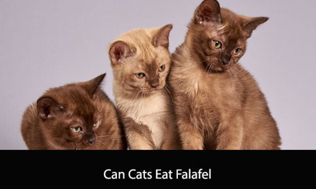 Can Cats Eat Falafel