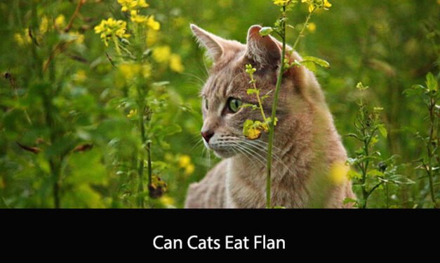 Can Cats Eat Flan