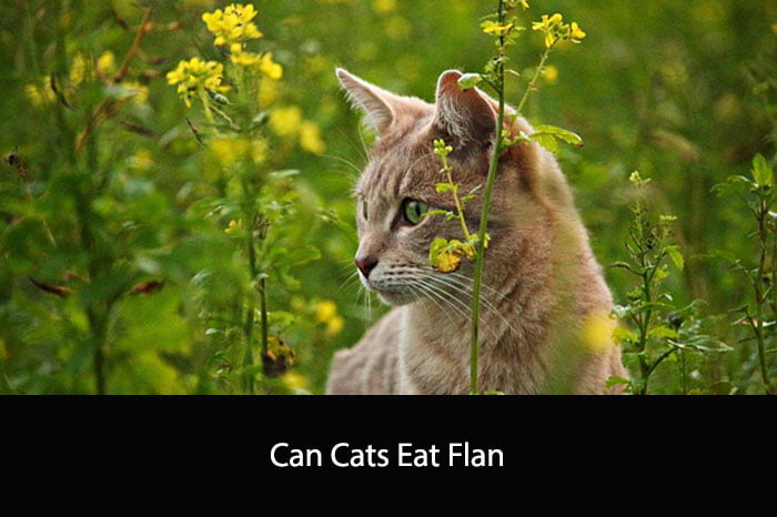 Can Cats Eat Flan