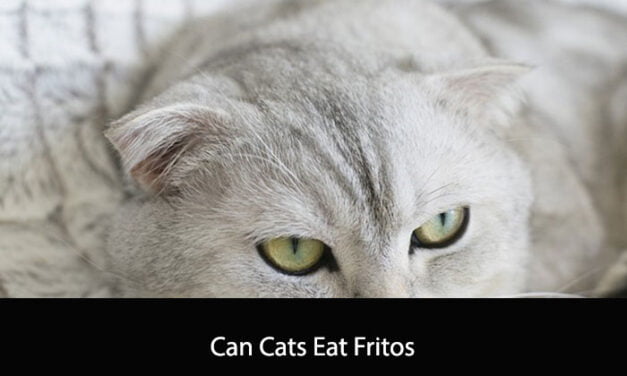 Can Cats Eat Fritos